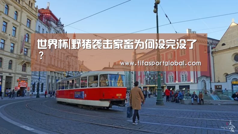 世界杯|野猪袭击家畜为何没完没了?(图4) 世界杯官网